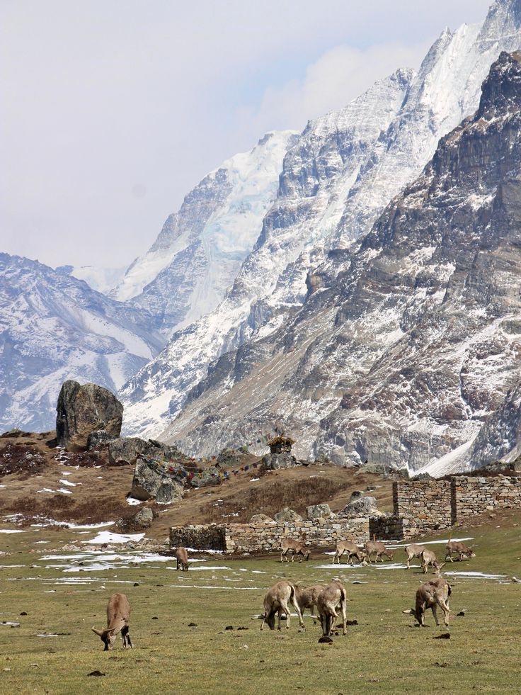 Kanchenjunga Base Camp Trekking