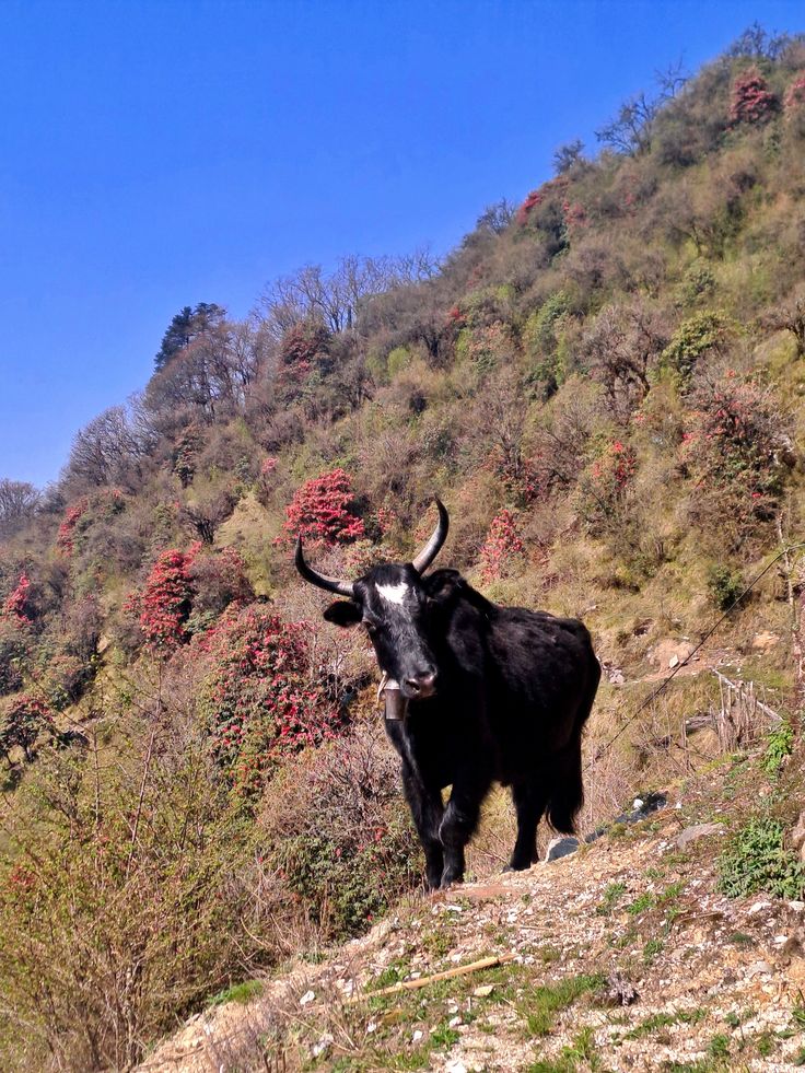 Kanchenjunga Trekking